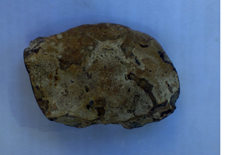 Thân[-]cua[-]hóa[-]thạch[-]nhìn[-]từ[-]phần[-]mai